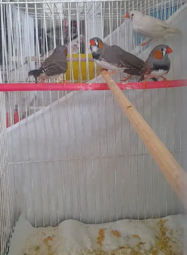 فنچ بالغ|پرنده|شیروان (خراسان), |دیوار