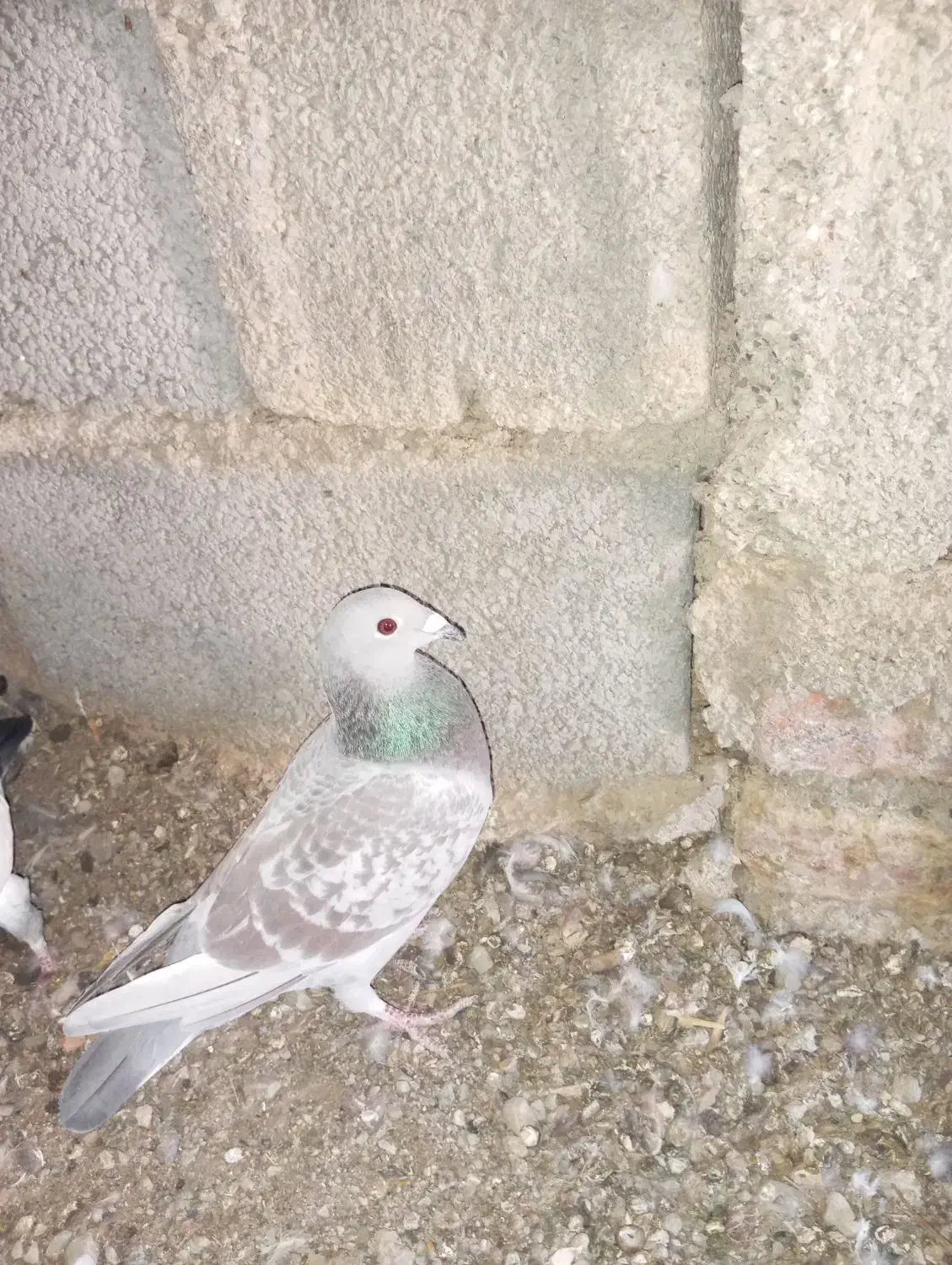 یک جفت گوک  کیلومتری|پرنده|ایرانشهر, |دیوار