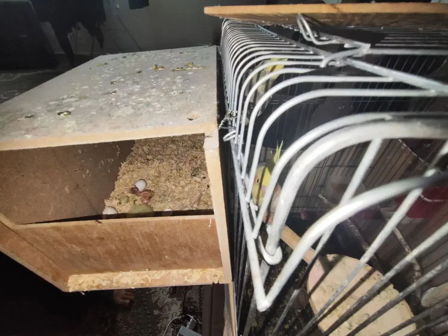 عروس هلندی مولد|پرنده|پاکدشت, پاکدشت (مامازند)|دیوار