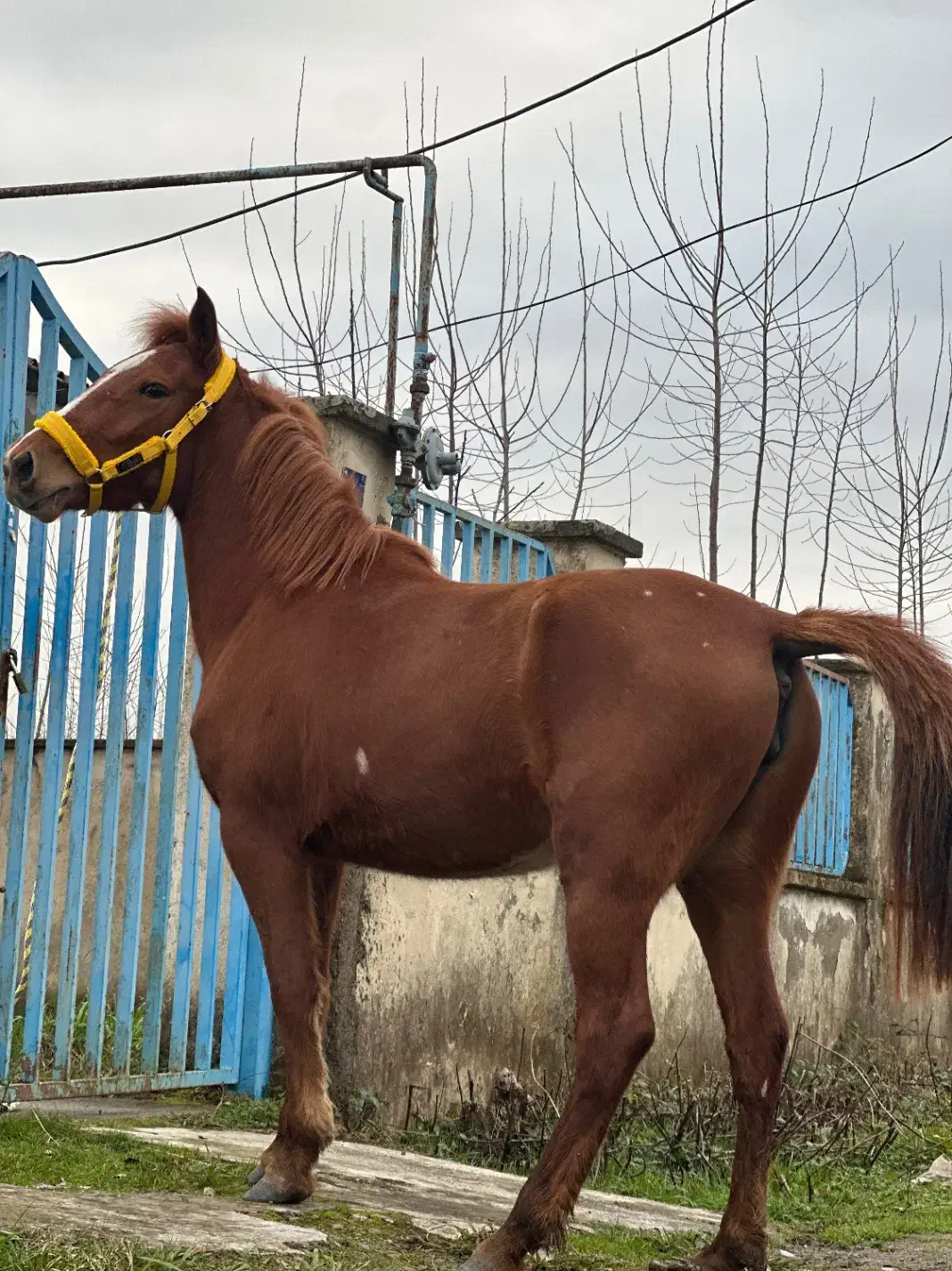 فروش مادیان آبستن|اسب و تجهیزات اسبسواری|رشت, حومه رشت|دیوار