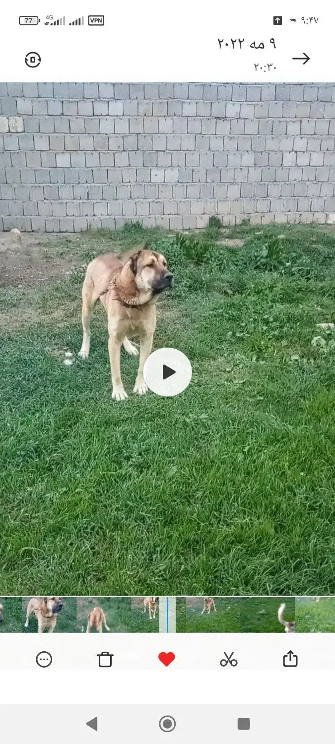 سگ نر 4ساله|سگ|سیلوانه, |دیوار