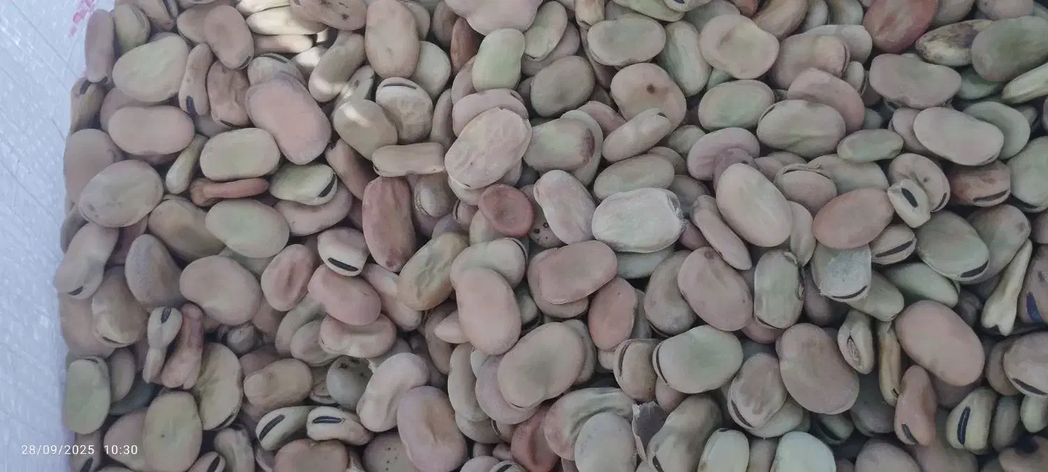 باقله خشک بذرهیستال پرثمر زودپز(عکسا همه دیده بشه)|خوردنی و آشامیدنی|دهدشت, |دیوار