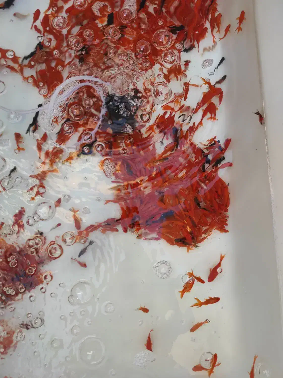 ماهی قرمز|ماهی|فردوس (خراسان), |دیوار