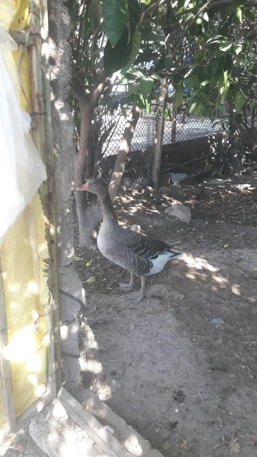 غاز محلی|حیوانات مزرعه|رستم, |دیوار