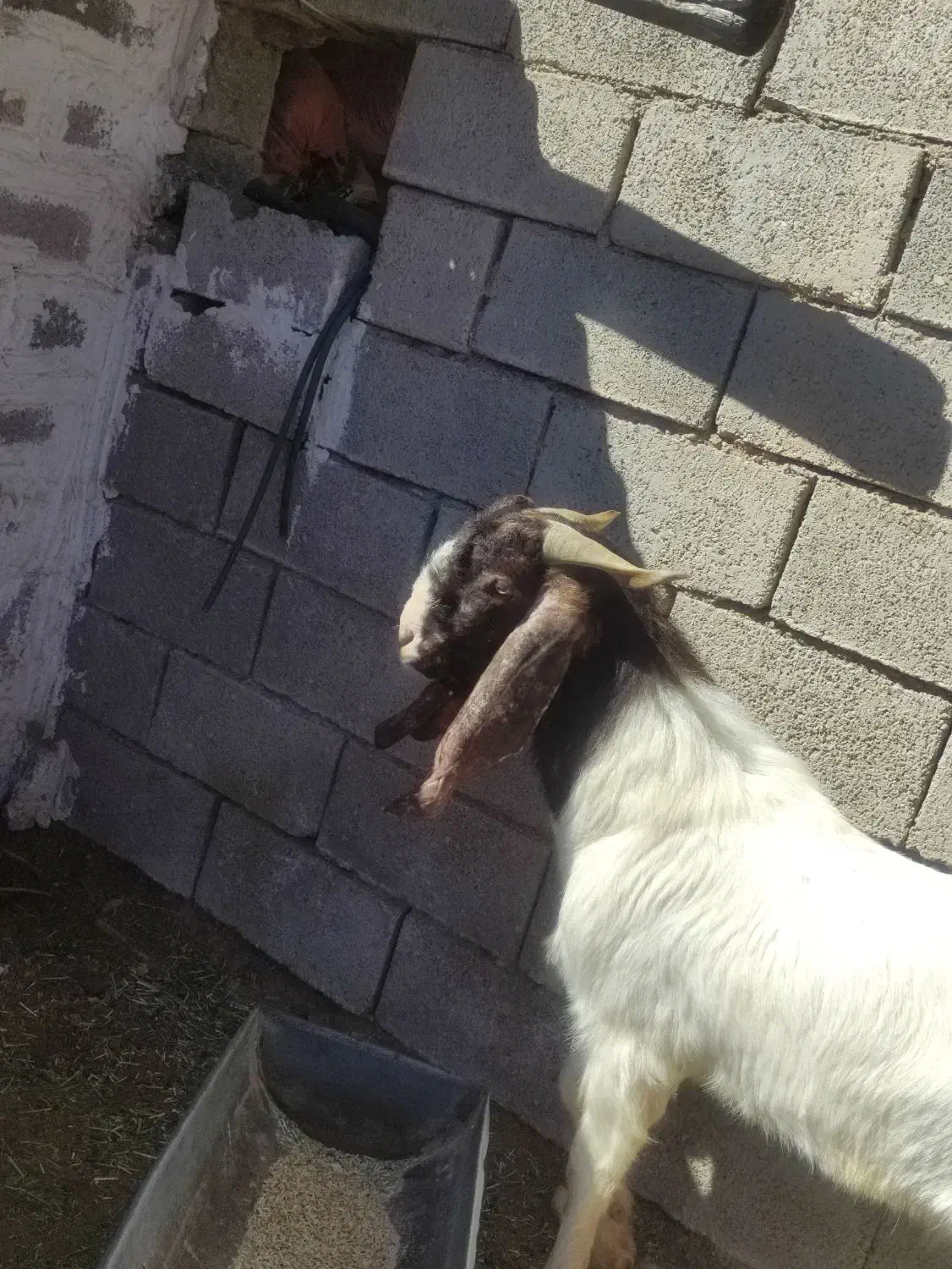 پازن|حیوانات مزرعه|بهبهان, |دیوار