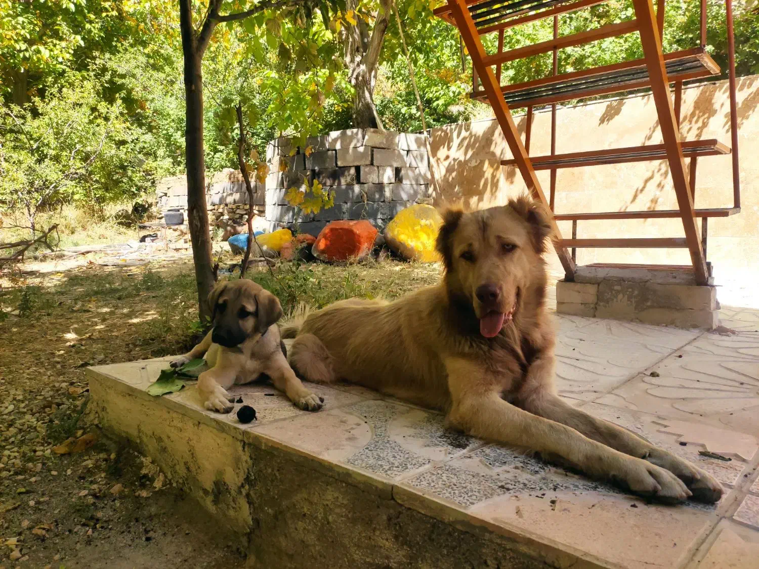 سگ سراب|سگ|بهار, |دیوار