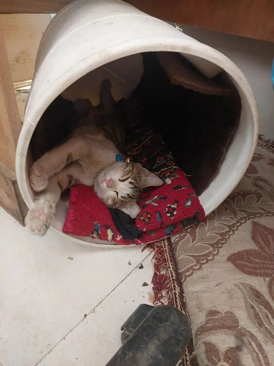 گربه گمشده|حیوانات|خرم‌آباد, |دیوار