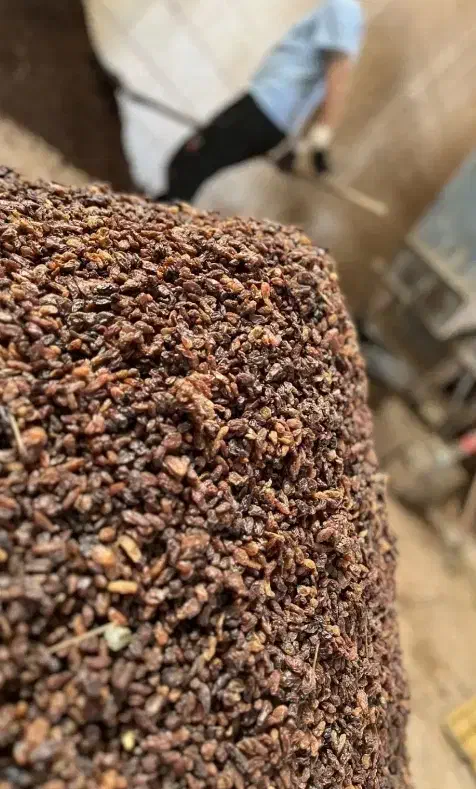 کشمش آفتابی امسالی|خوردنی و آشامیدنی|کاشمر, |دیوار