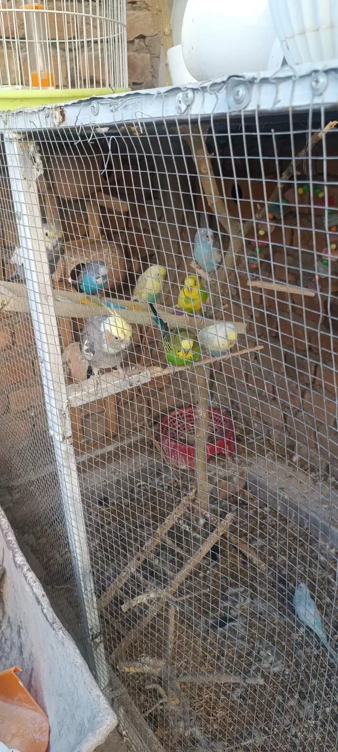 مرغ عشق عروس هلندی|پرنده|خاش, |دیوار