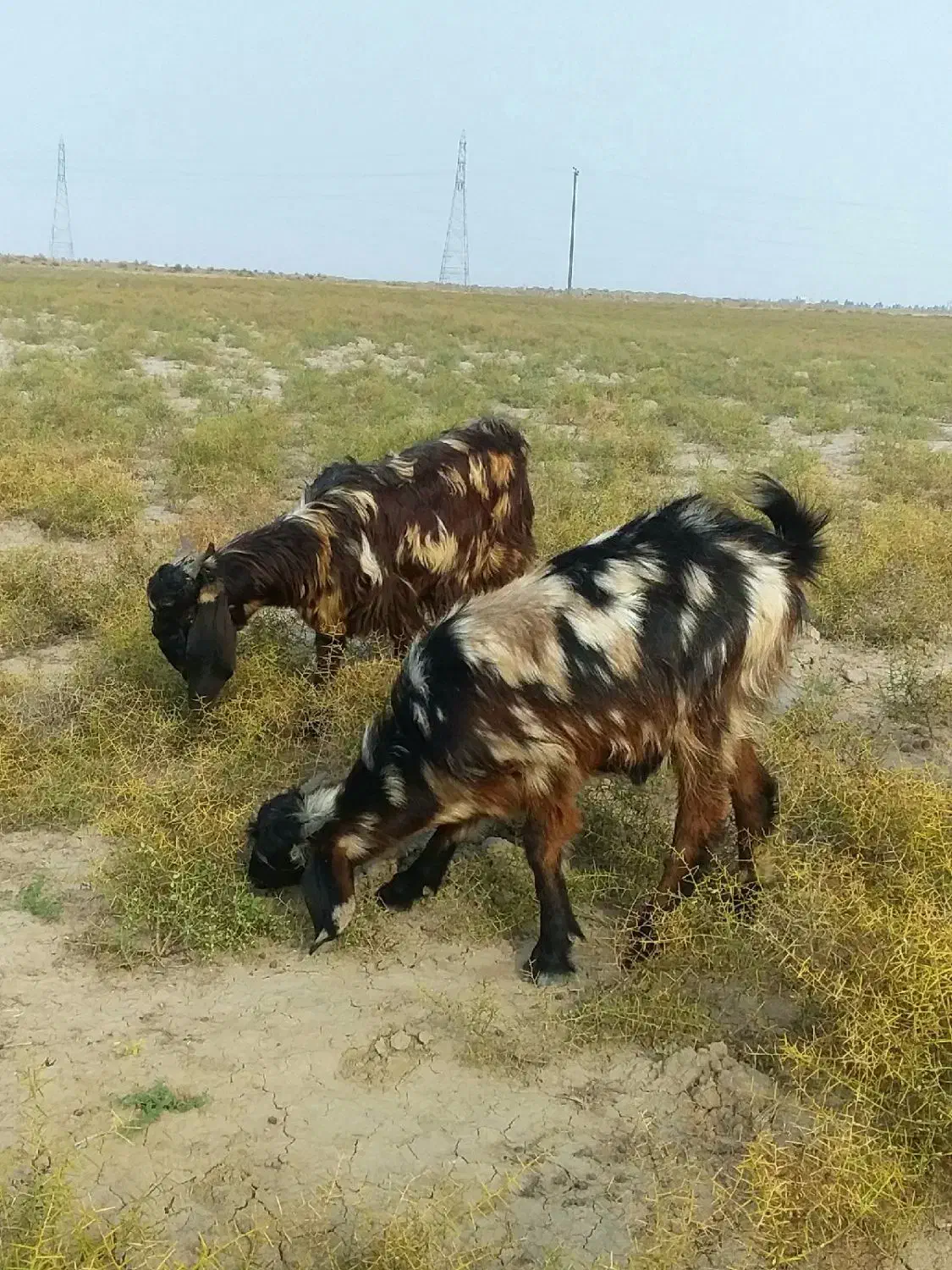 بزغاله پلنگی پاکستانی لنگه ۲قلو|حیوانات مزرعه|گنبد کاووس, |دیوار