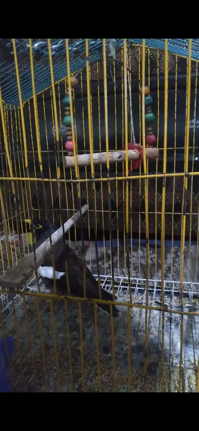 مینا|پرنده|تایباد, |دیوار