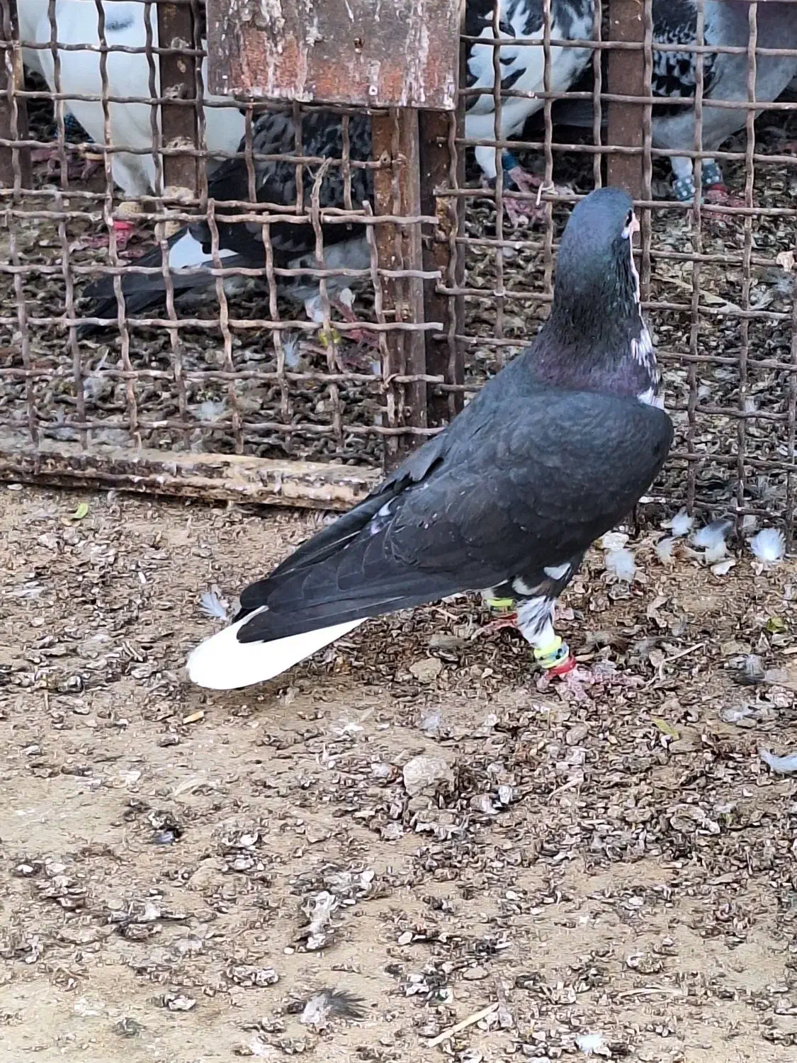 شهری سیاه نر|پرنده|برازجان, |دیوار