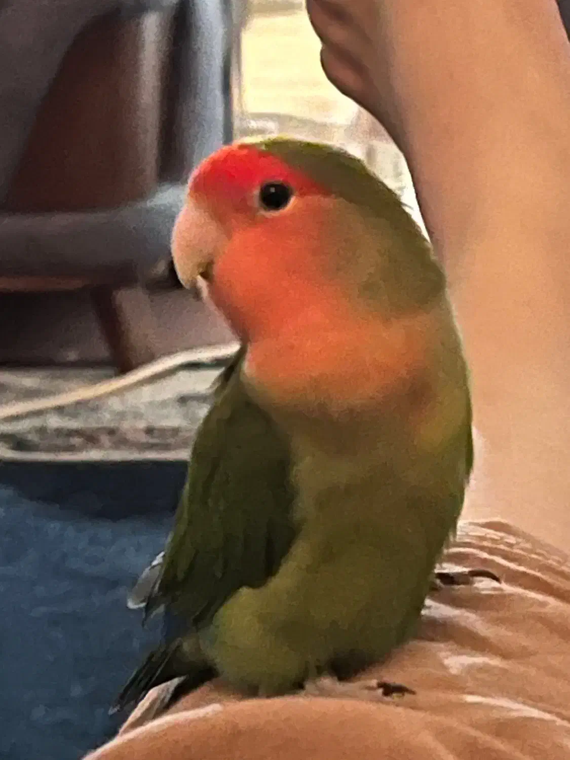 طوطی‌ گمشده|پرنده|شوشتر, |دیوار