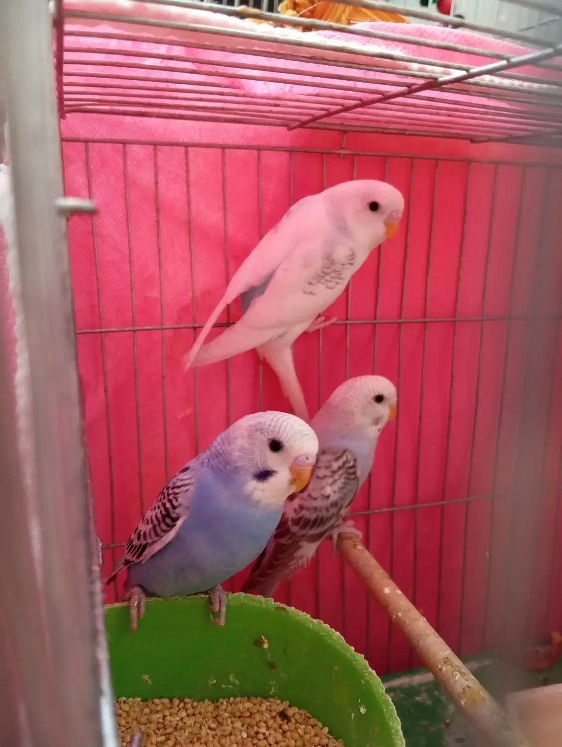 مرغ عشق انگیلیسی|پرنده|خمینی‌شهر, |دیوار