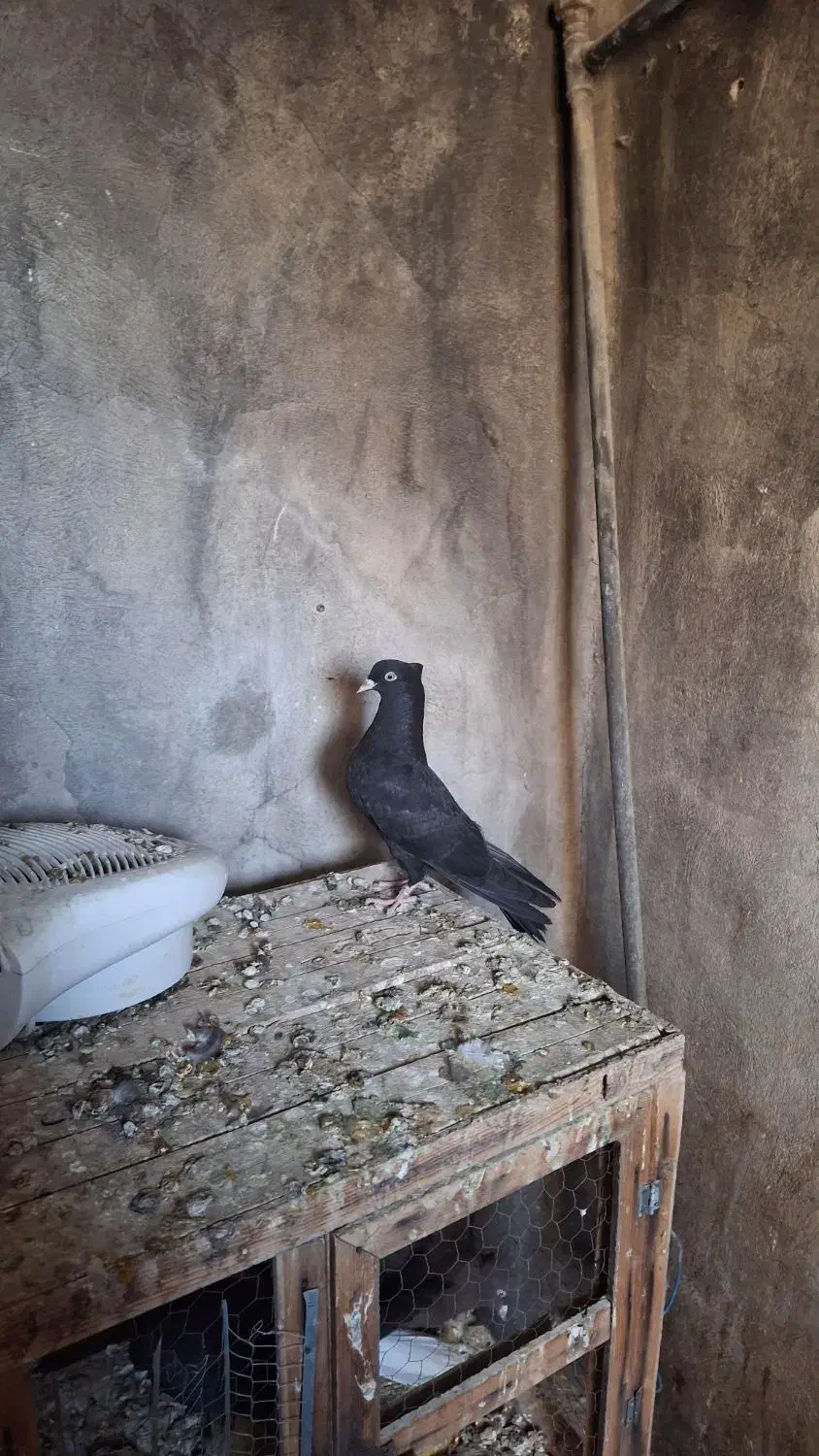 کبوتر زاغ ابادانی|پرنده|ماهیدشت, |دیوار