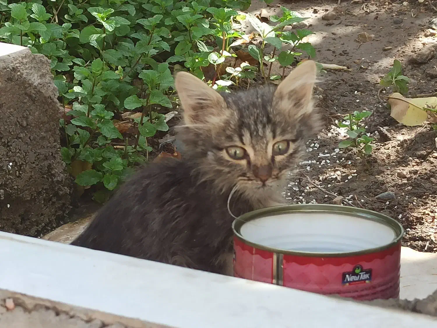 واگذاری گربه|گربه|داراب, |دیوار