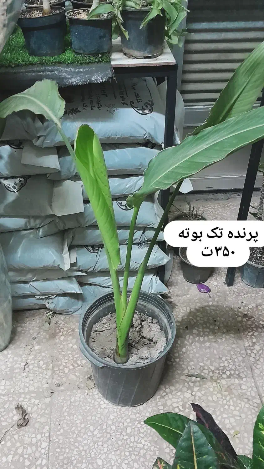 گل پرنده بهشتی هیدج ام|گل و گیاه طبیعی|خرمدره, |دیوار