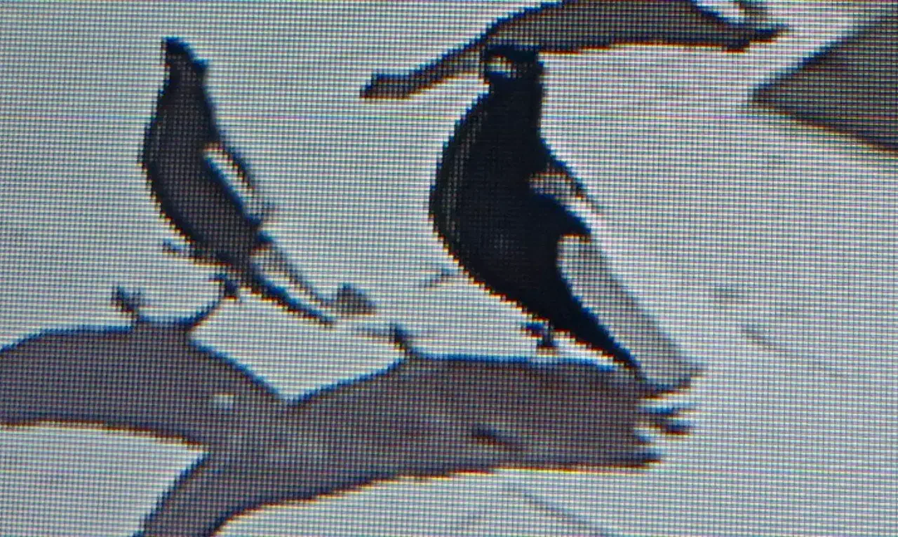 یک جفت دم سفید|پرنده|نیشابور, شهید جعفری|دیوار