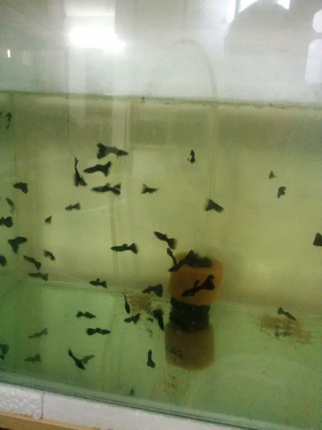 ماهی گوپی فول بلک|ماهی|سمنان, |دیوار