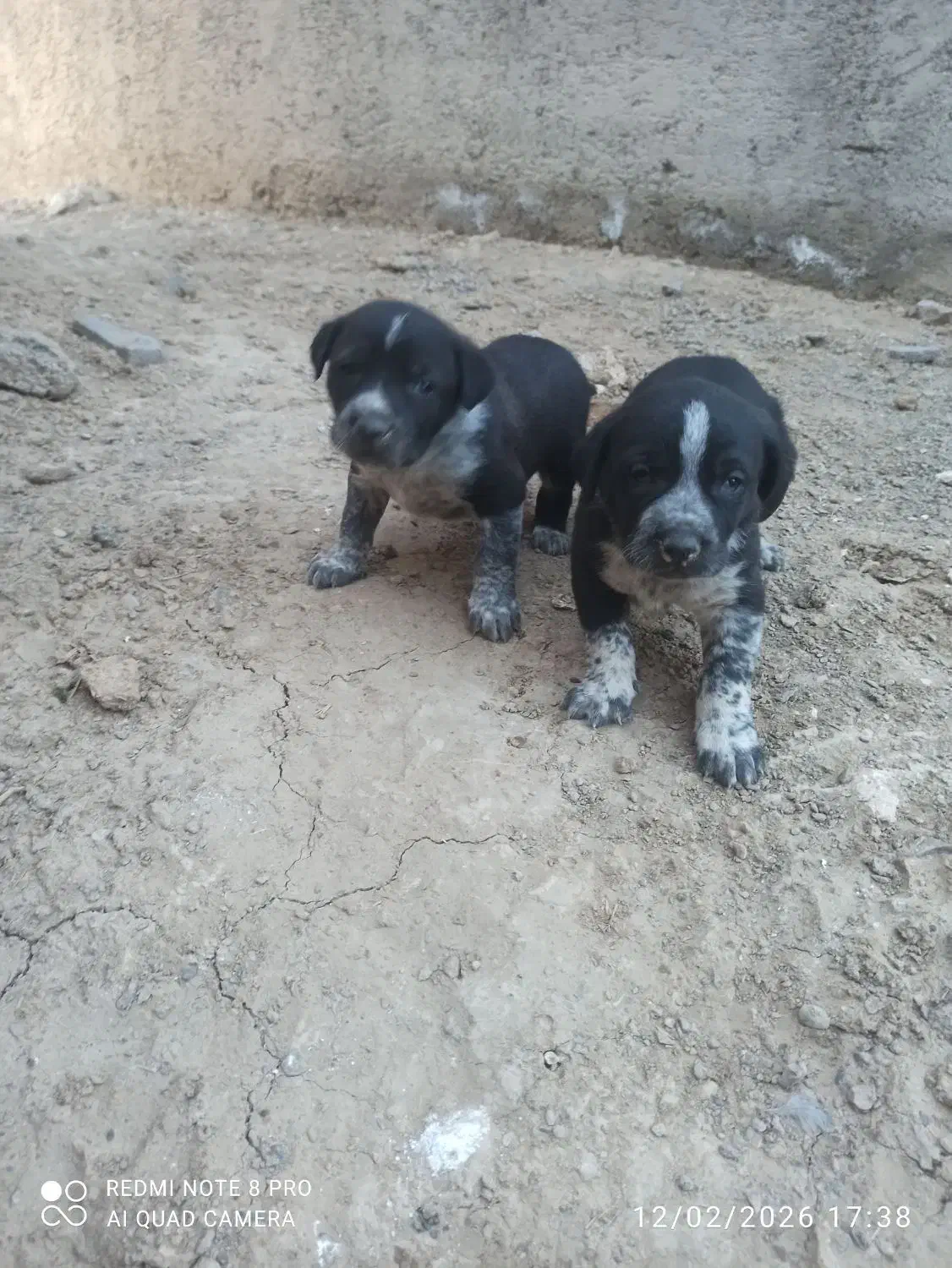 توله|سگ|گلپایگان, |دیوار