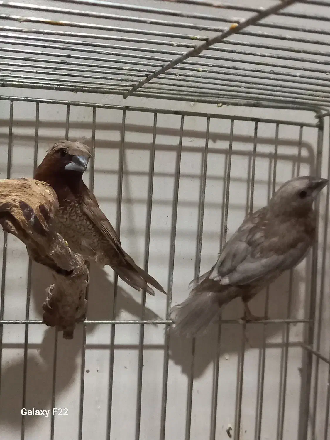 فنچ  پرل شکلاتی جفت بنگالی|پرنده|هشتگرد, هشتگرد قدیم|دیوار