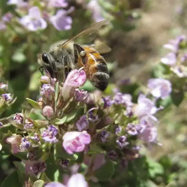 فروش عسل کوهستان سهند|خوردنی و آشامیدنی|امامزاده عبدالله, |دیوار