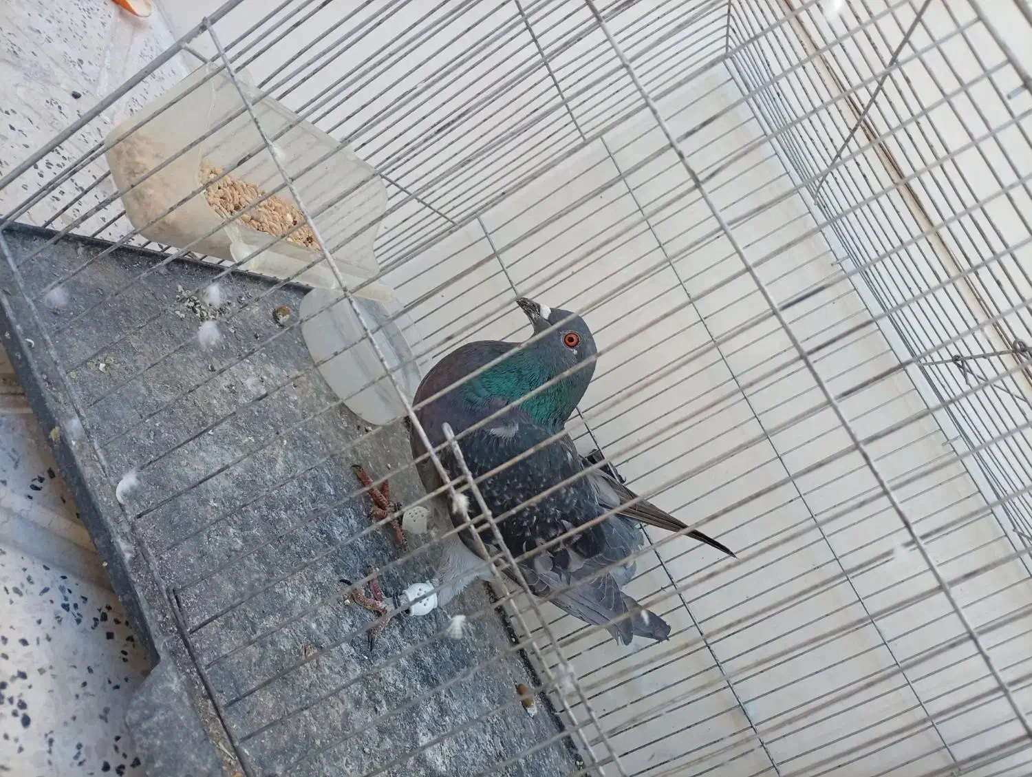 کبوتر|پرنده|مرودشت, پشت سایپا‎|دیوار