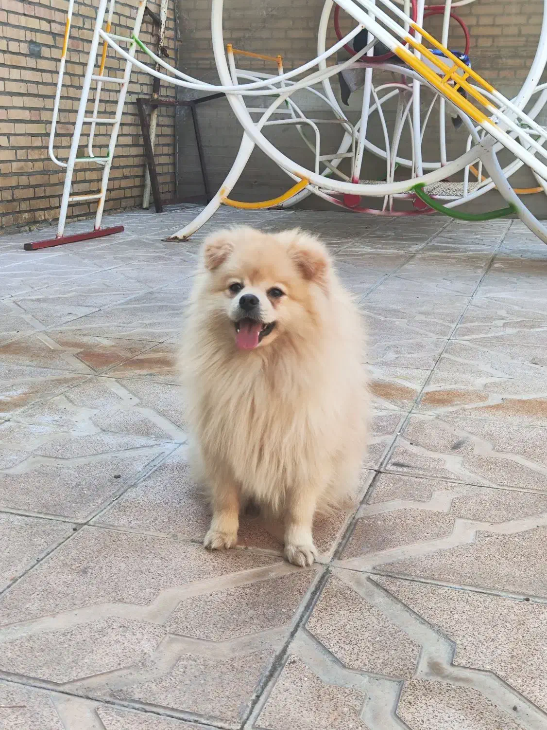 سگ پامر|سگ|مشهد, محمدآباد|دیوار