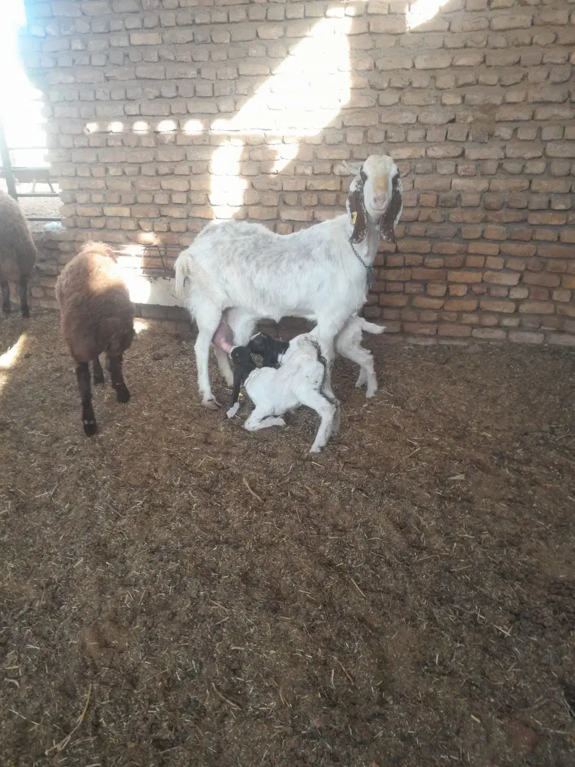 بز زایده یگ بزغاله نر یکی ماده گوش بلدن|حیوانات مزرعه|خلیل آباد, |دیوار