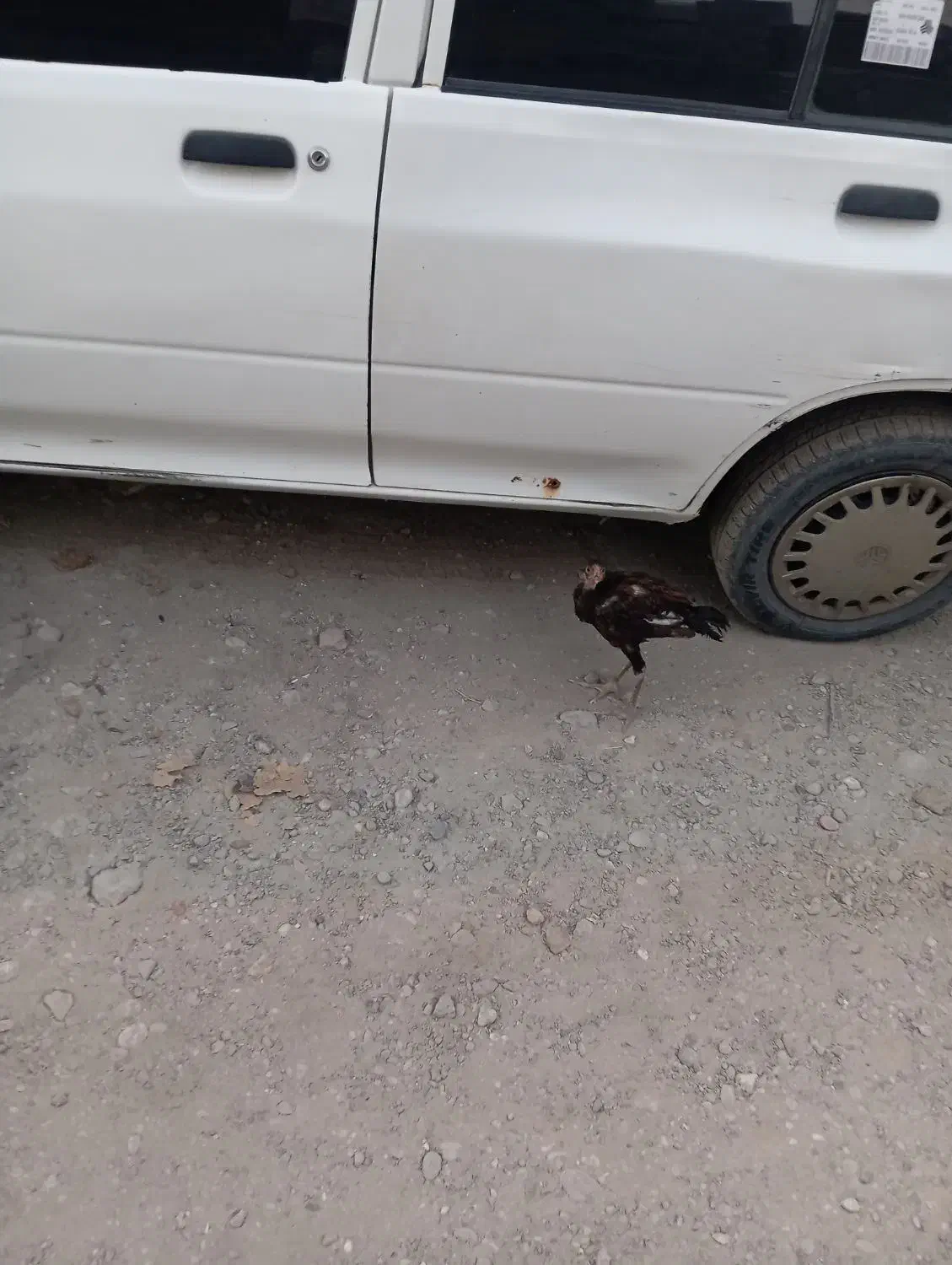 مادمرغ وخروس دومیلیون|حیوانات مزرعه|میناب, |دیوار