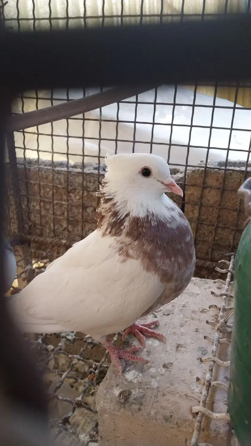 گمشده کبوتر جوجه دار|پرنده|سرپل ذهاب, |دیوار