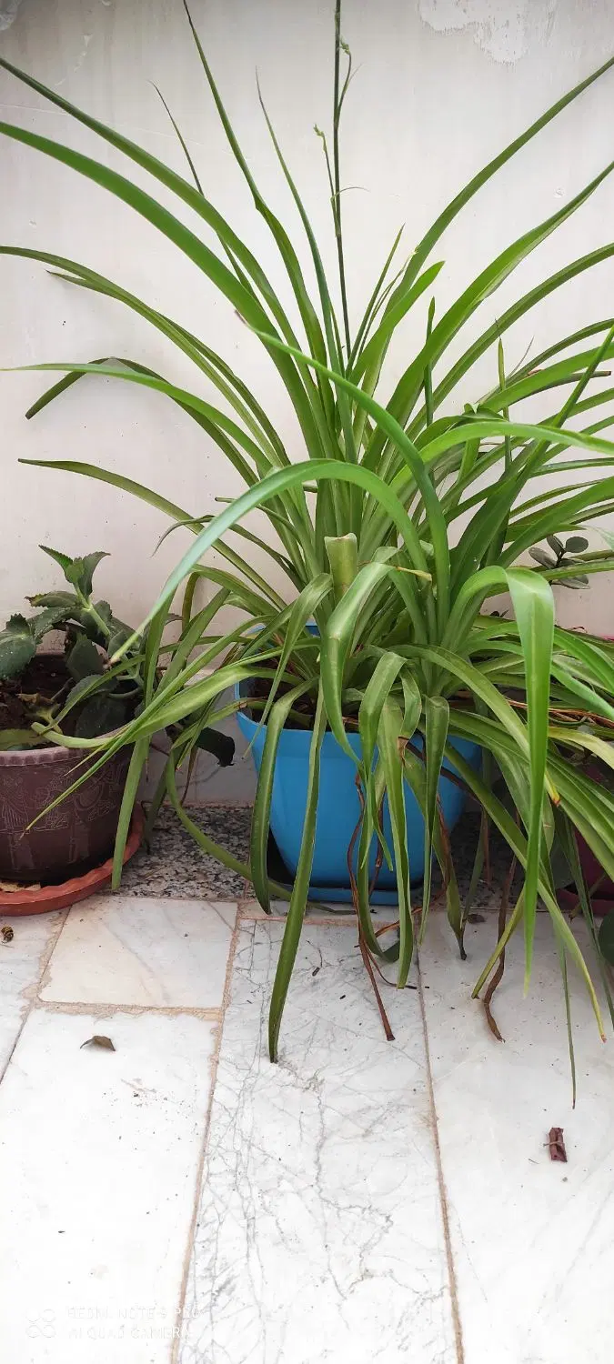 گل طبیعی|گل و گیاه طبیعی|تربت‌حیدریه, سرمحله|دیوار
