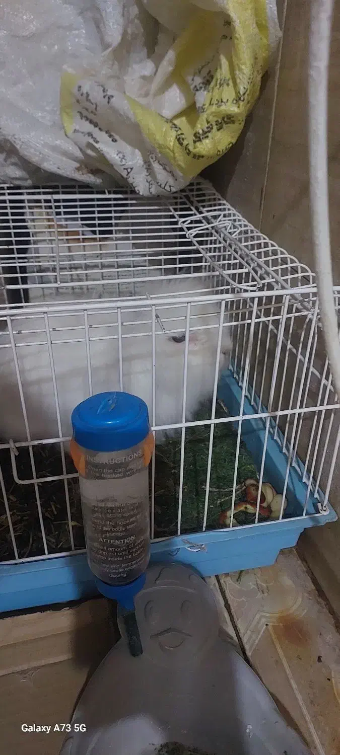 خرگوش لوپ اصلی|موش و خرگوش|بافق, |دیوار