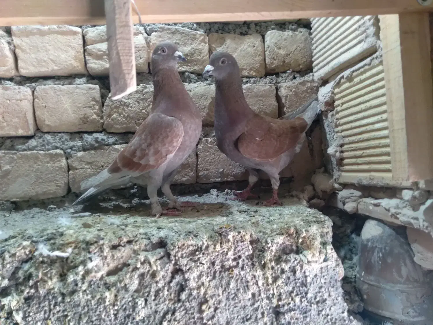 کبوتر وکفتر|پرنده|قم, نوبهار|دیوار