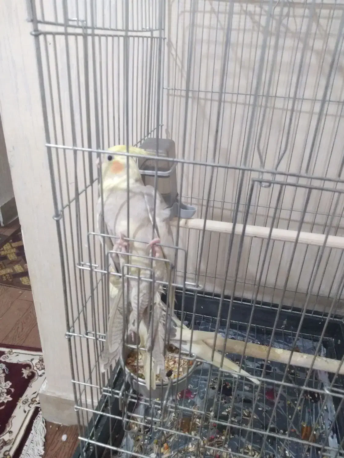 عروس پاریس|پرنده|اهواز, کوی مهدیس|دیوار