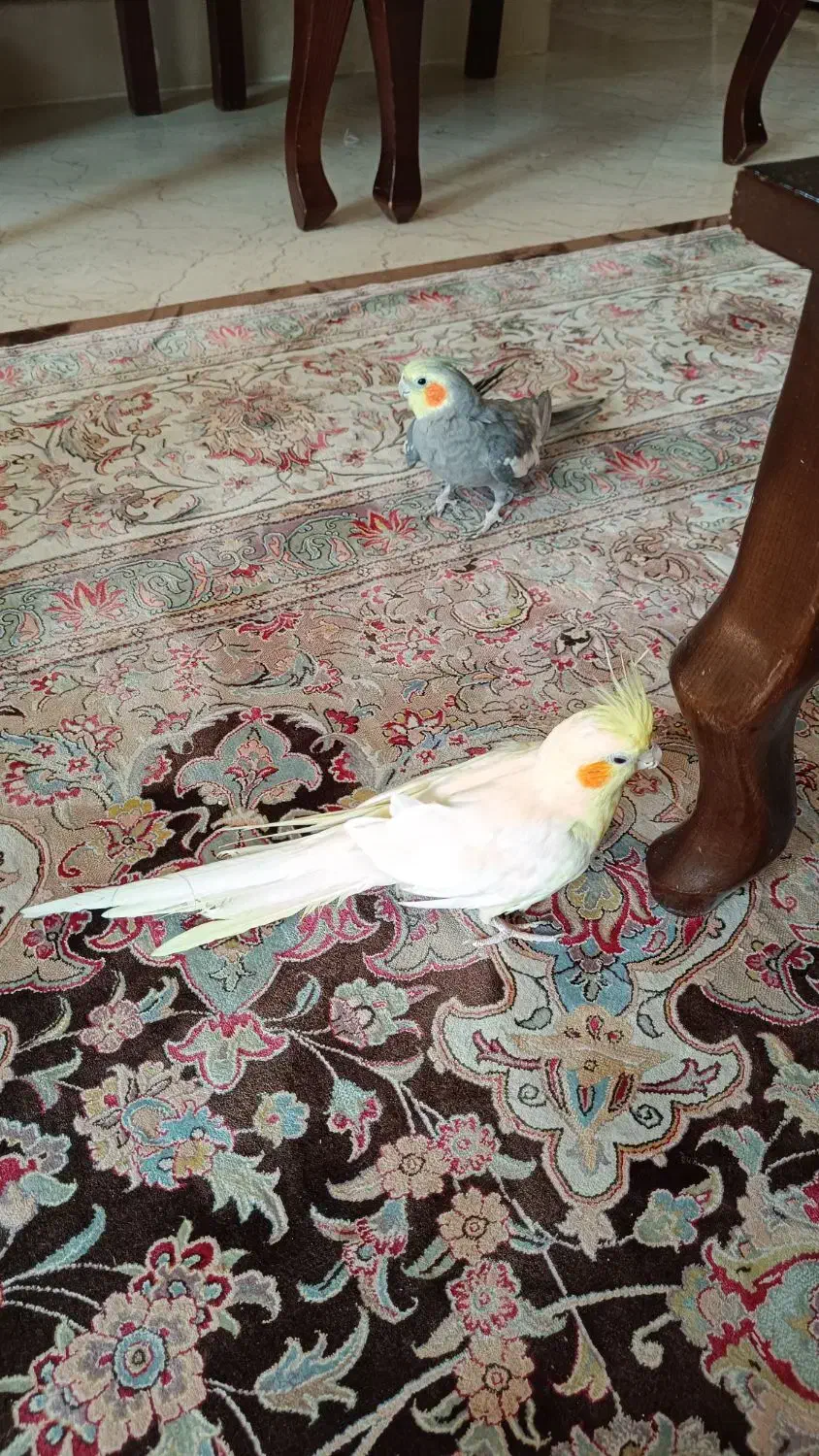 یک جفت عروس هلندی|پرنده|قم, سالاریه|دیوار