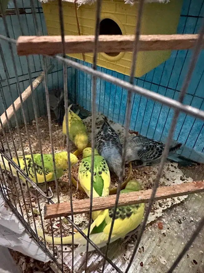 ۶ عدد مرغ عشق به همراه قفس|پرنده|مشهد, کوه سنگی|دیوار