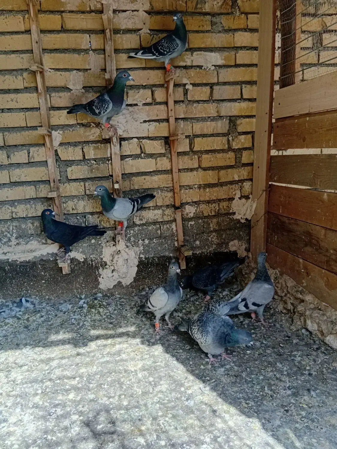 کفتر پرشی|پرنده|گلبهار, بیزکی|دیوار