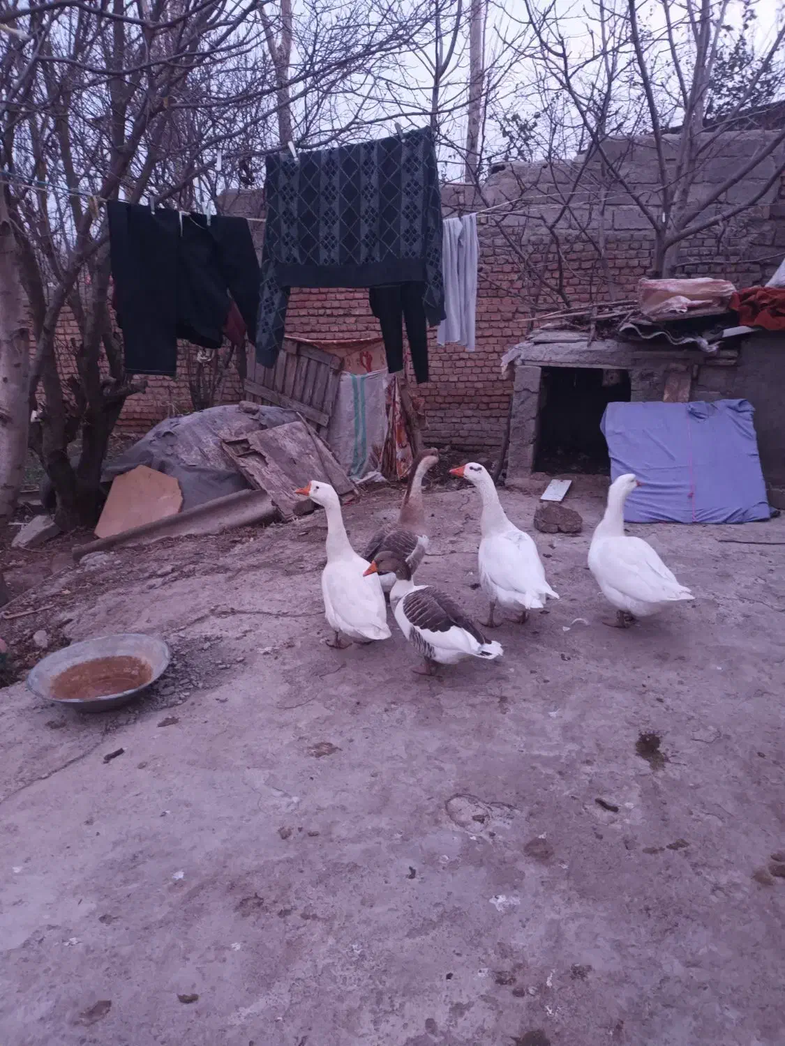 قوغاز|پرنده|ویلکیج, |دیوار