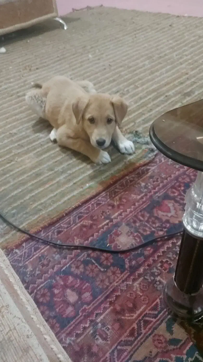 توله سه ماهه|سگ|مشهد, تربیت (صدف)|دیوار