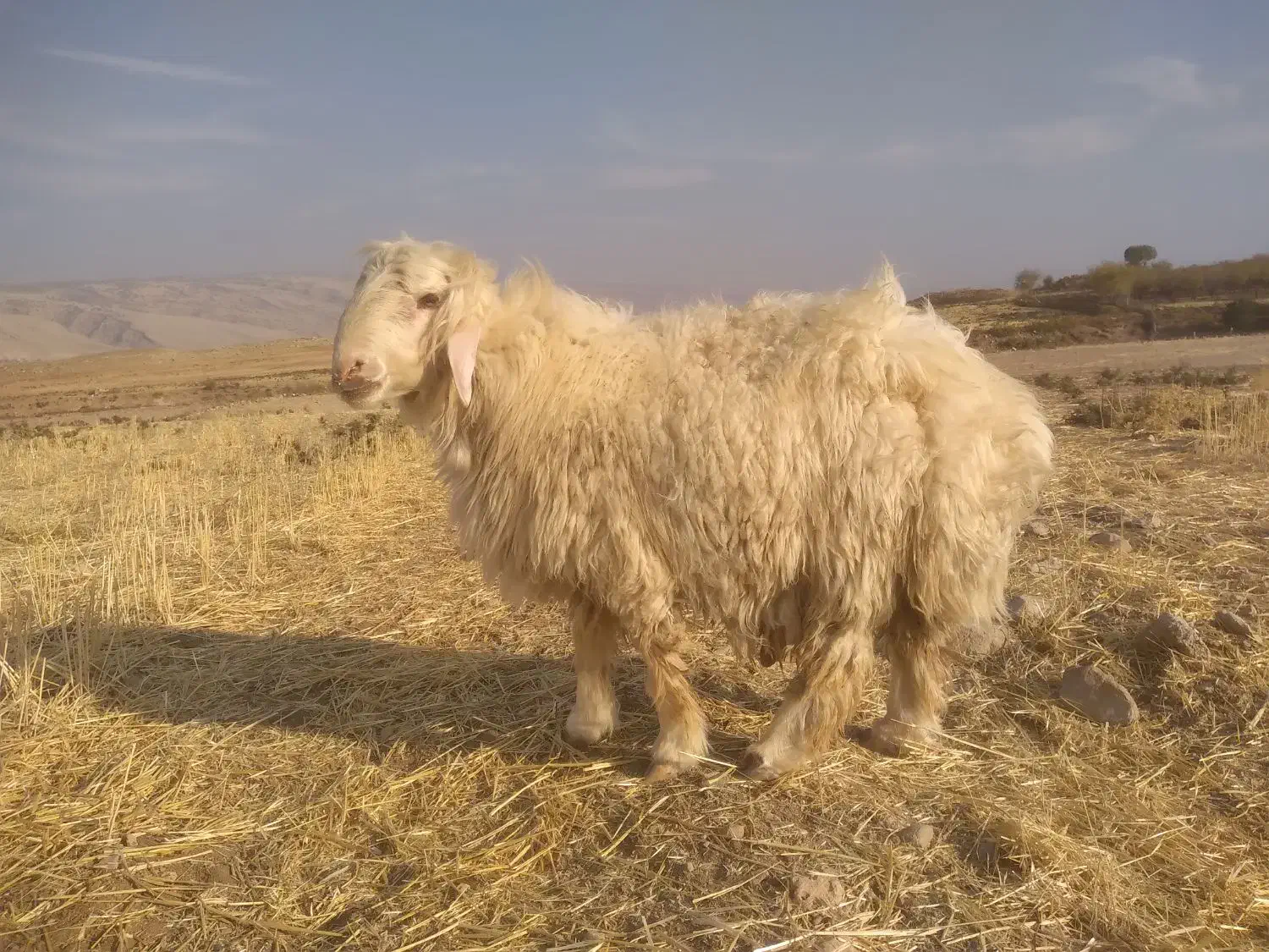 بره قوچ بختیاری اصل|حیوانات مزرعه|ایوان, |دیوار