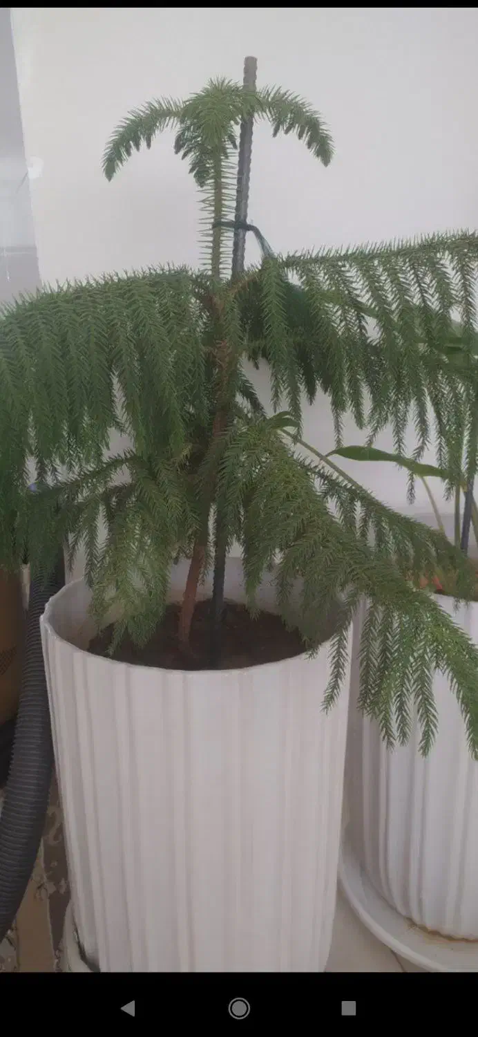 گل طبیعی بزرگ|گل و گیاه طبیعی|پیرانشهر, |دیوار