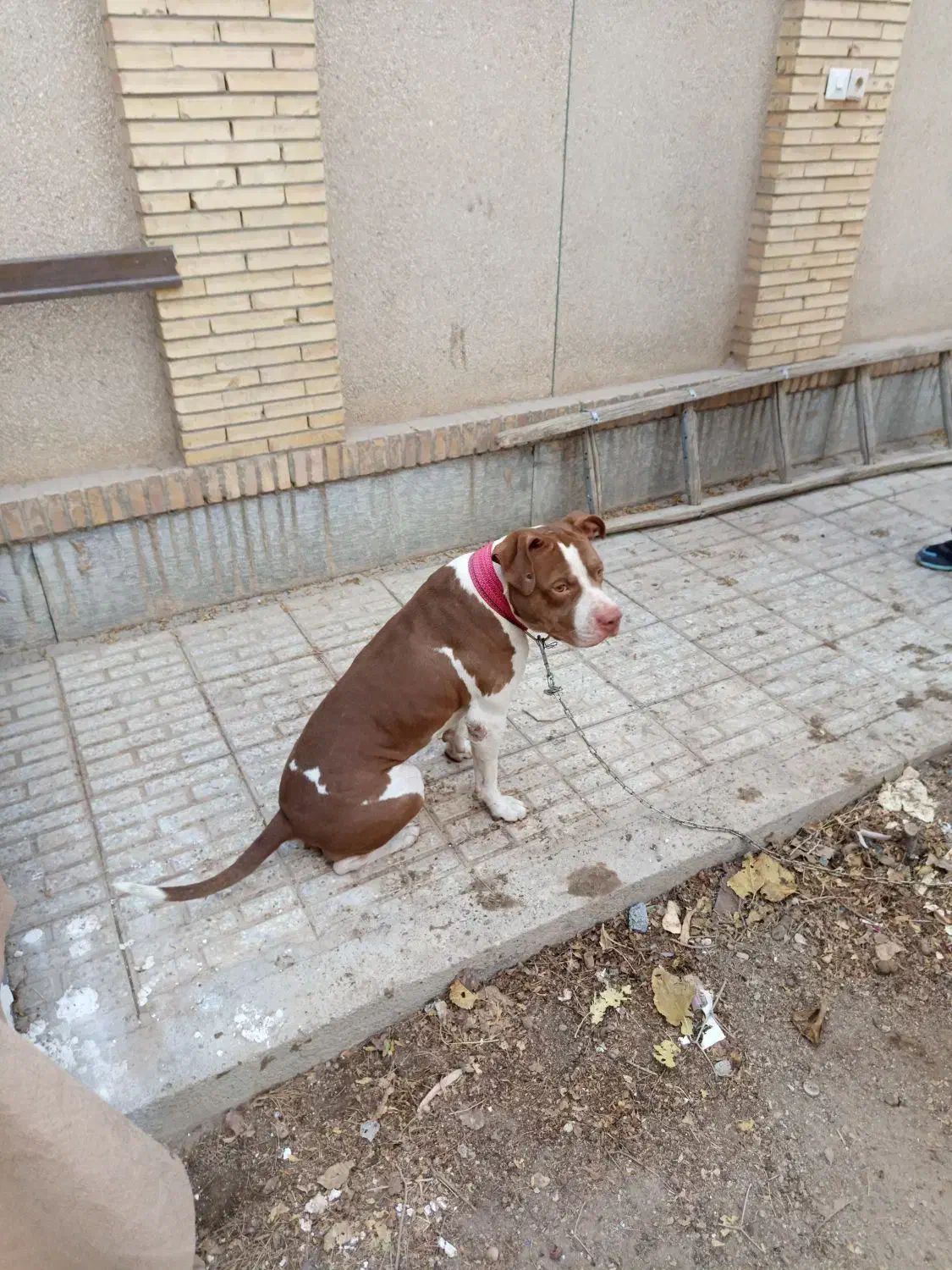 واگذا ی سگ پیت بول|سگ|اصفهان, بهارستان|دیوار