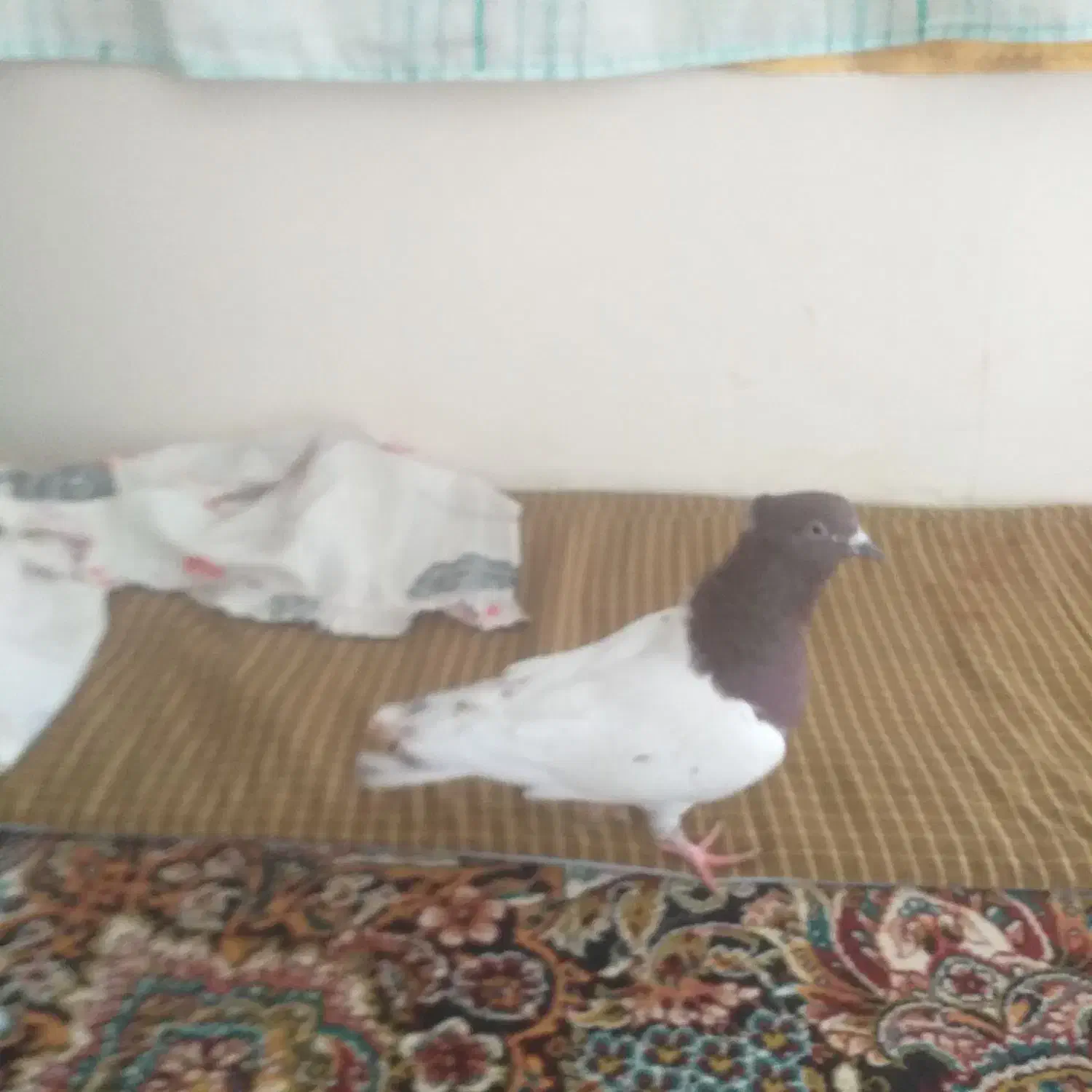 کبوتر|پرنده|سمیرم, |دیوار