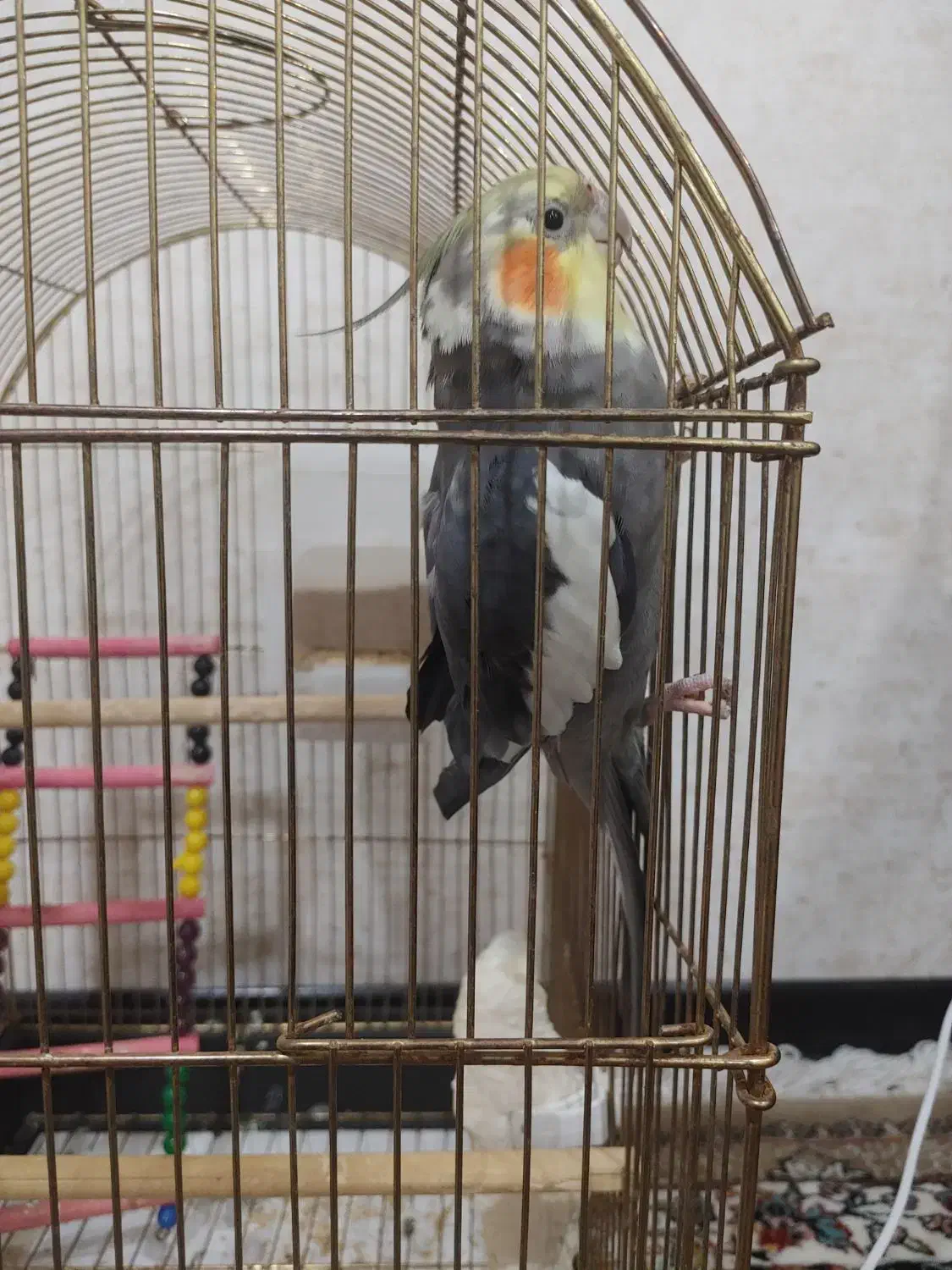 عروس هلندی باقفس|پرنده|نوشهر, |دیوار