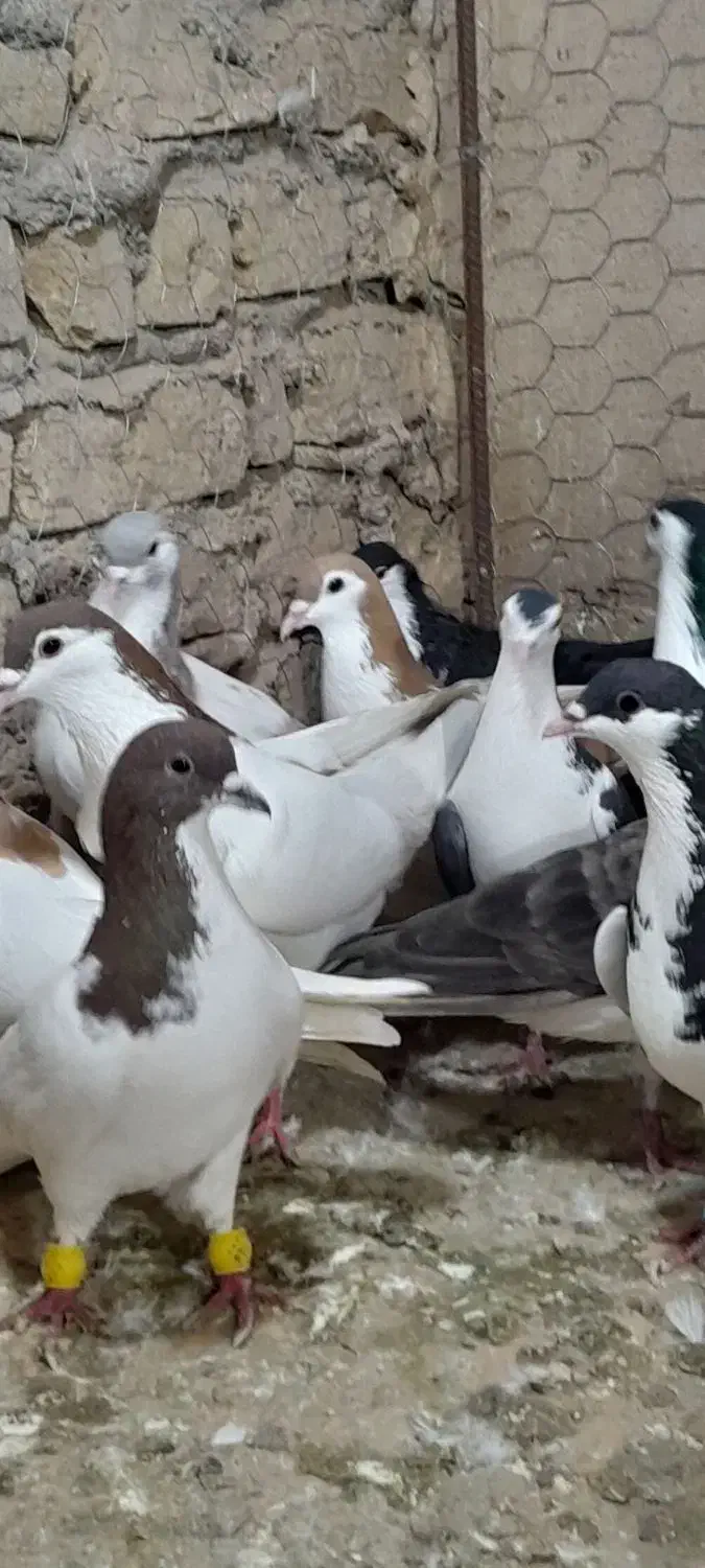 رنگه دانه ۱۸۰|پرنده|مشهد, کوشش|دیوار