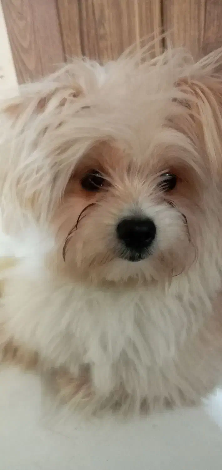 سگ پامر|سگ|مشهد, کشف|دیوار