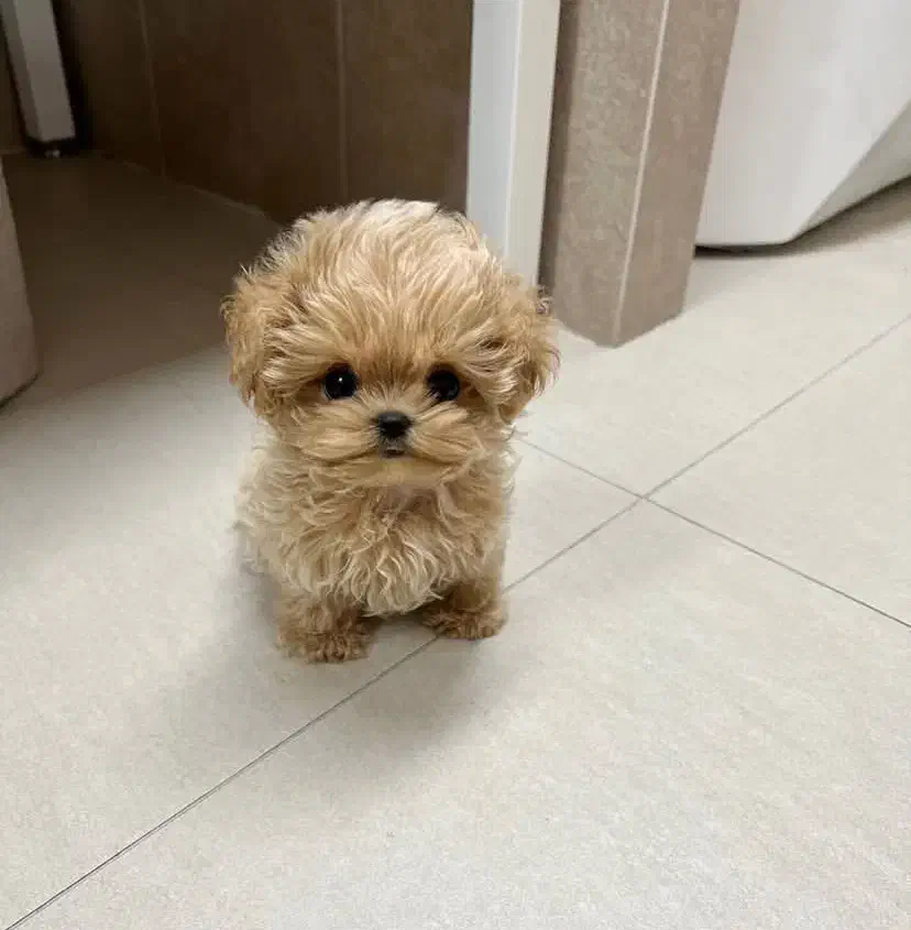 هاپو پاکوتاه|سگ|کرمان, |دیوار