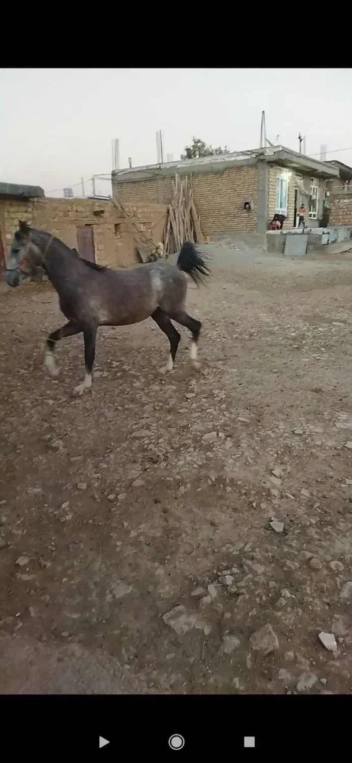 کره اسب کرد|اسب و تجهیزات اسب‌سواری|ری, علایین|دیوار