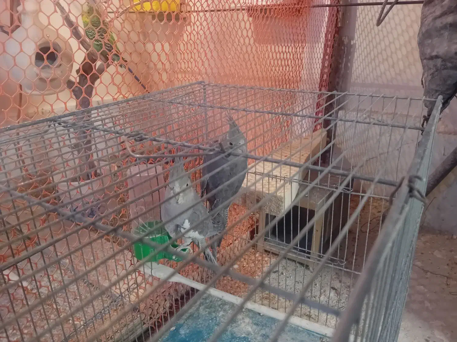 مرغ عشق مولد و عروس هلندی|پرنده|شهرضا, |دیوار